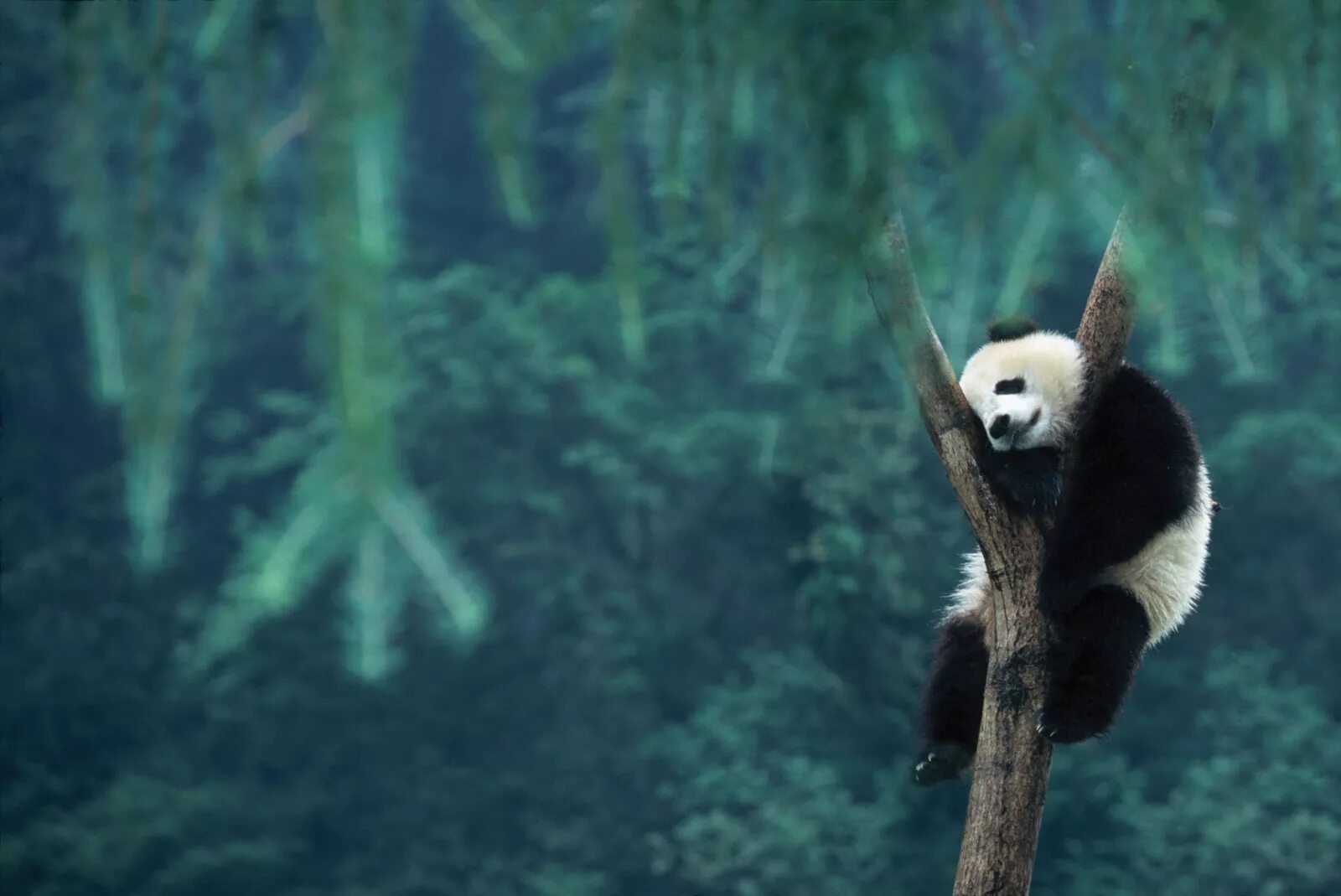 Pandas na