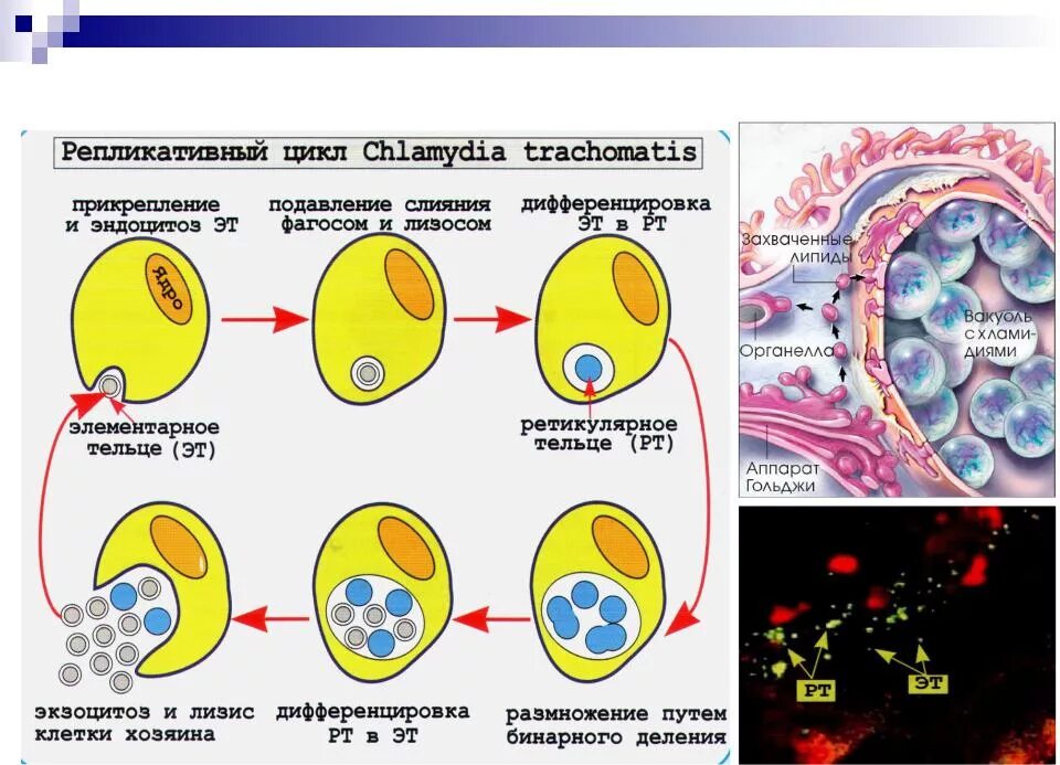 Жизненный цикл хламидий. Элементарное и ретикулярное тельце хламидии. Хламидии строение микробиология. Элементарные и ретикулярные тельца хламидий фото. Хламидия строение микробиология.