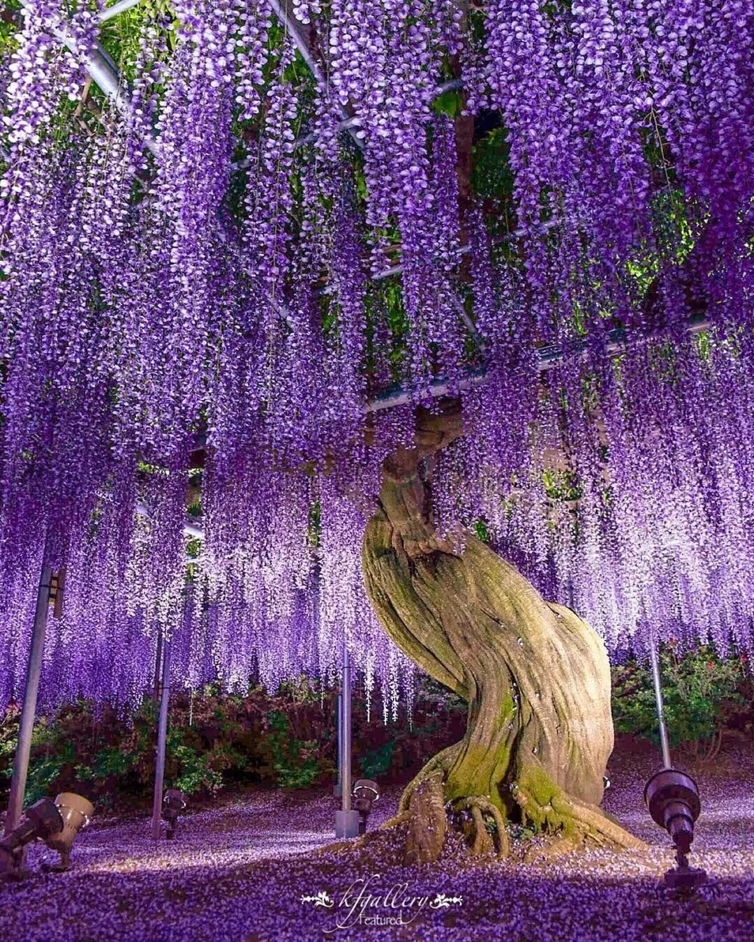 жакаранда ветка. глициния вистерия синенсис. на каких деревьях растут цветы. на каких деревьях растут цветы. жакаранда мимозолистная.