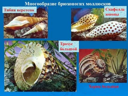 Представители брюхоногих моллюсков