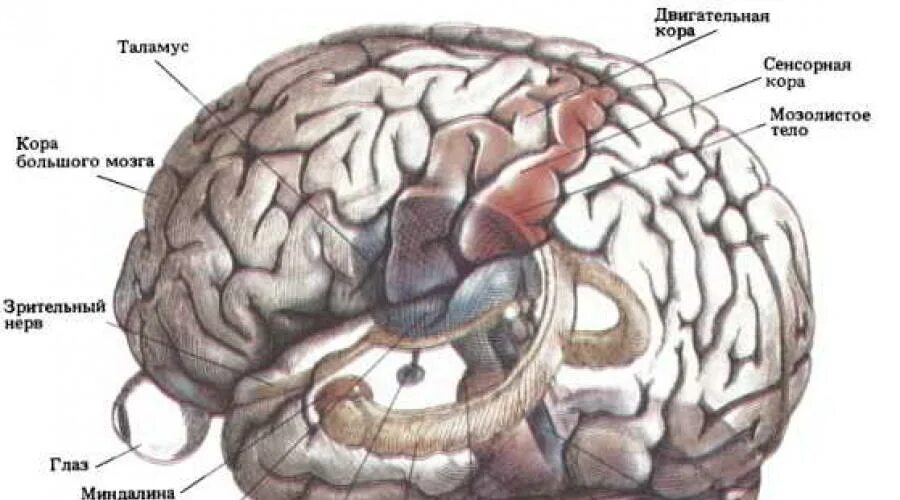 Отдыхает ли мозг. Астереогнозия. Взаимосвязь руки и мозга картинка.