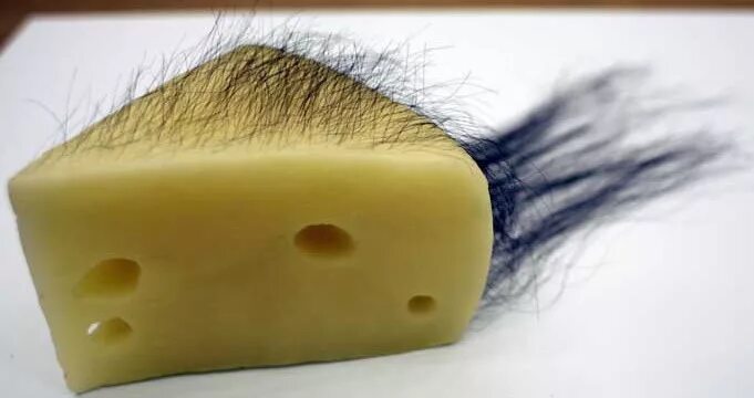 Сильно пахнущий сыр. Волосатый сыр. Смешной сыр. Сыр прикол. Сыр с волосами.