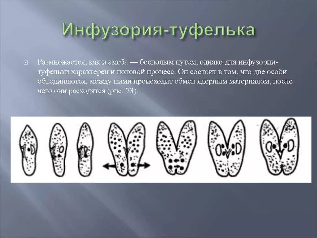 Бесполое размножение инфузории туфельки. Деление инфузории туфельки бесполое. Размножение инфузории туфельки конъюгация.