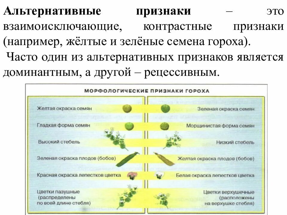 Доминантные наследственные признаки. Альтернативные признаки. Альтернативные признаки в генетике это. Гены альтернативных признаков. Альтернативное проявление признака.