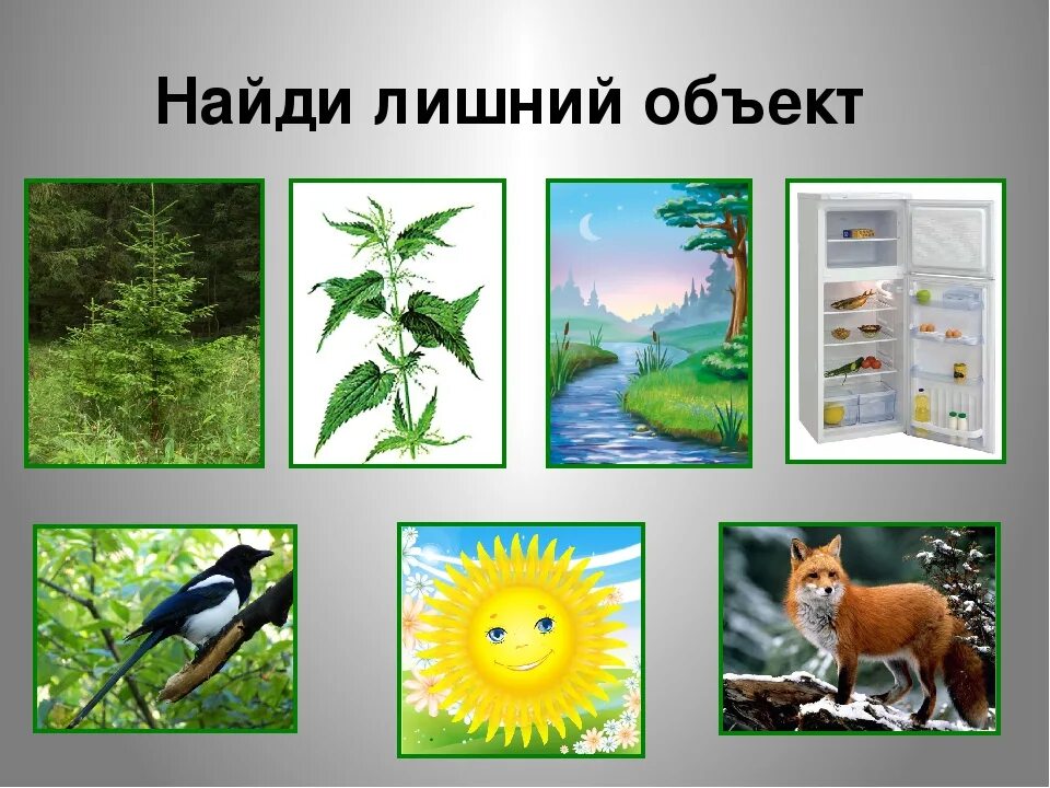 Укажи объект живой природы. Предметы живой и неживой природы. Живые и неживые предметы для дошкольников. Живое неживое для дошкольников. Живая природа для дошкольников.