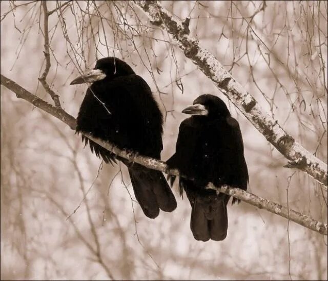 Ворон атакует. Вороны на ветке. Грачи рязань. Два грача идут. Грач с грачатами.