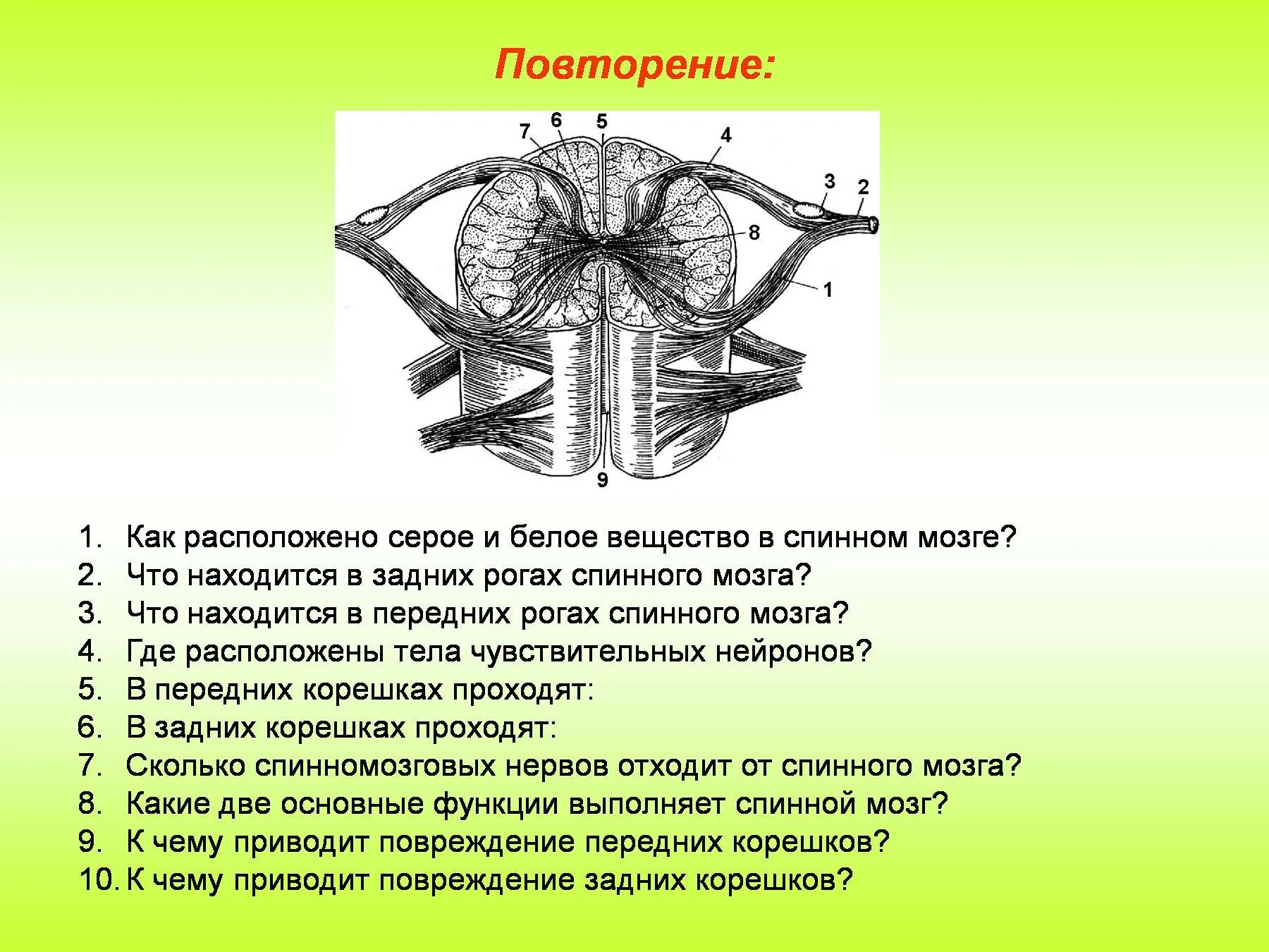 Серое и белое вещество спинного мозга. Строение спинного мозга белое и серое. Задние рога спинного мозга функции. Передних рогах спинного мозга. Что находится в сером веществе