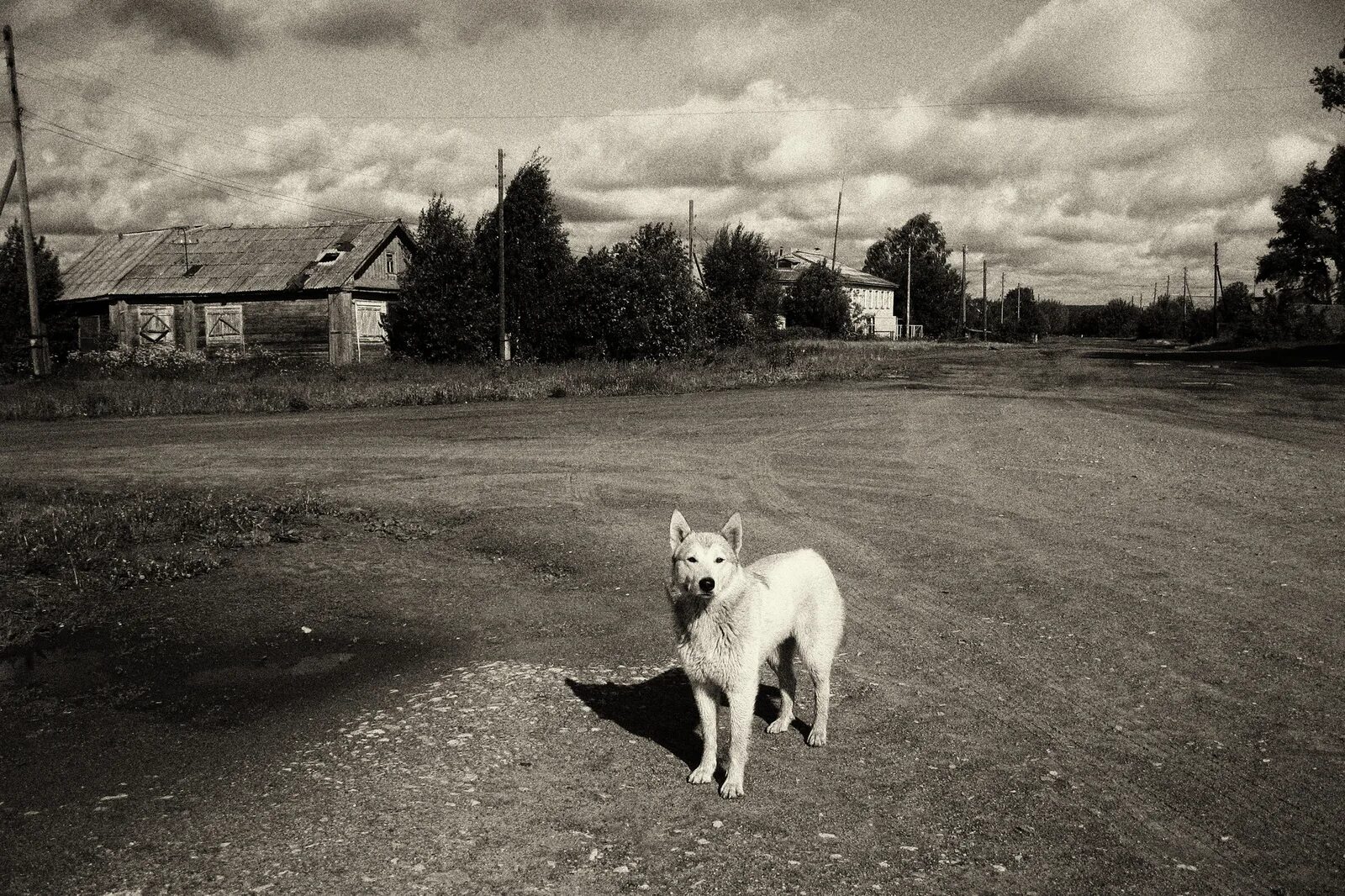 Dog village. Собака в деревне. Деревенский пес. Собачья деревня. Щенок в деревне.