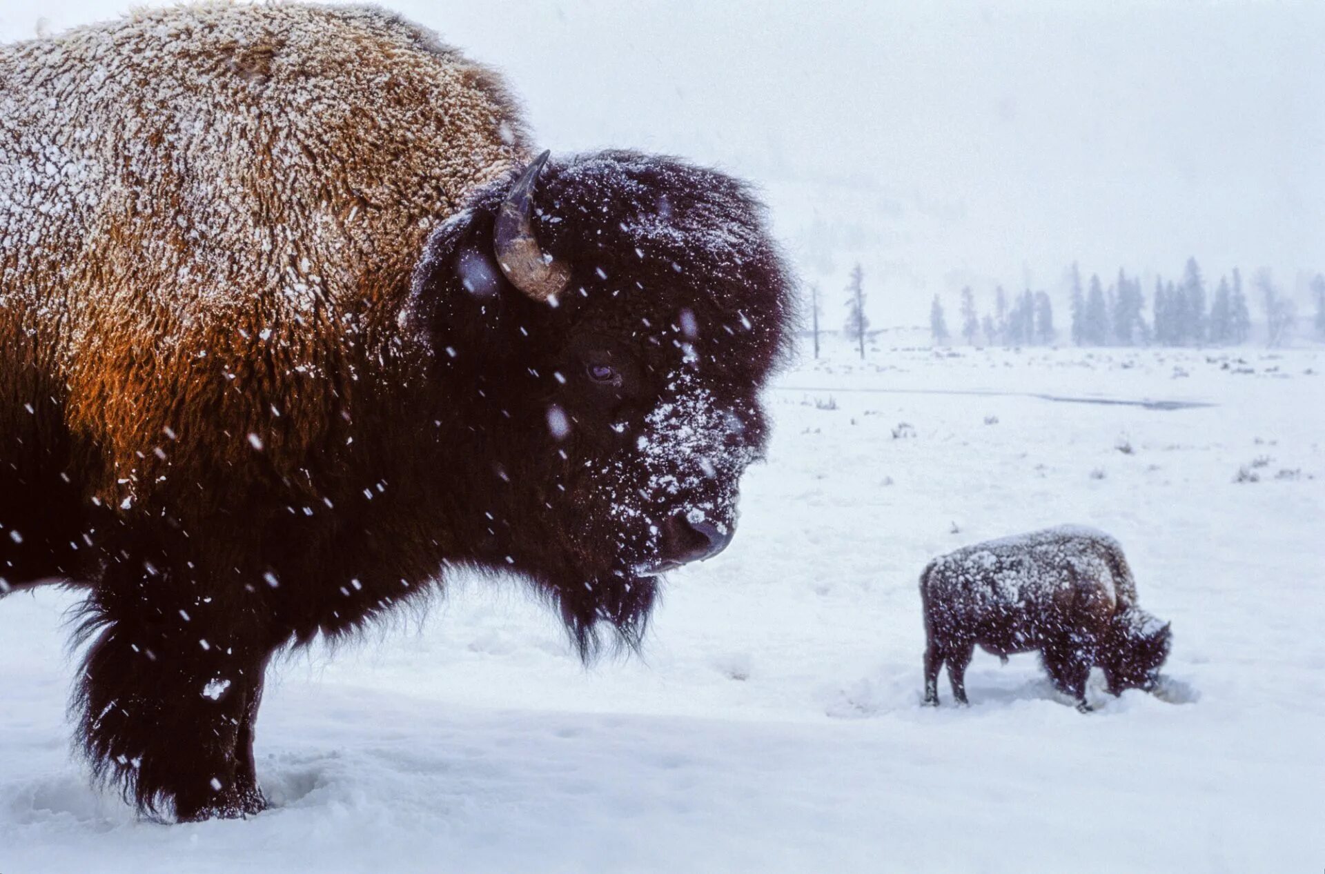 Фотограф Джоэл Сарторе. ЗУБР зимой. Бизоны Вологодская область. Зубры в Вологодской области. Бизоны зимние