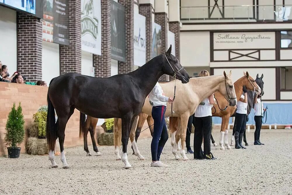 ярмарка лошадей. выставка коневодства. орловский рысак выставка. ярмарка лошадей. ярмарка лошадей.