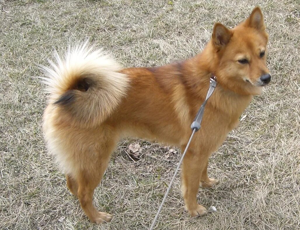 Карело-финская лайка. Карело-финская лайка. Кфл. Кфл. Карело-финская лайка.