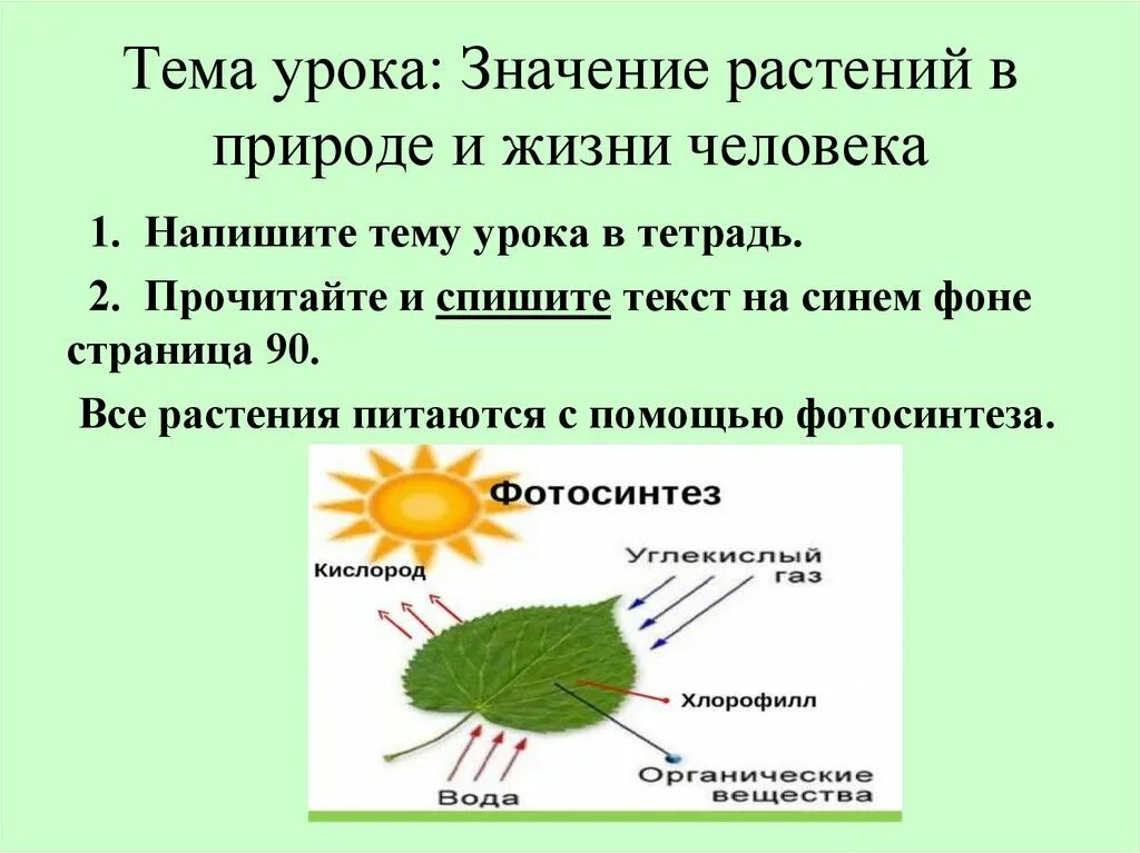 Биология 5 класс значение растений в природе. Значение растений в природе и жизни человека. Значениеирасиений в природе и в жизни человека. Значение растений в жизни природы. Доклад на тему значение растений для человека.