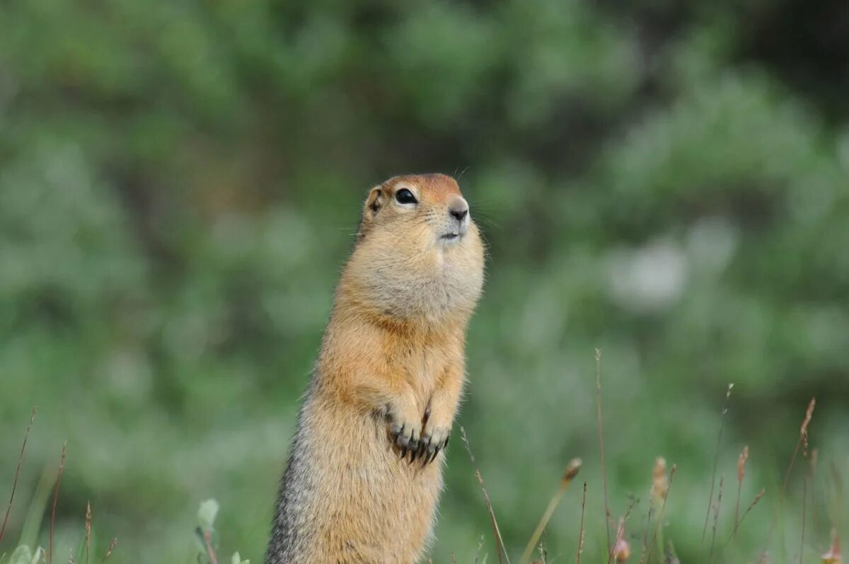 Суслик летом. Луговая собачка Гуннисона. Суслик Краснощекий (Spermophilus erythrogenys). Даурский суслик. Суслик Краснощекий.