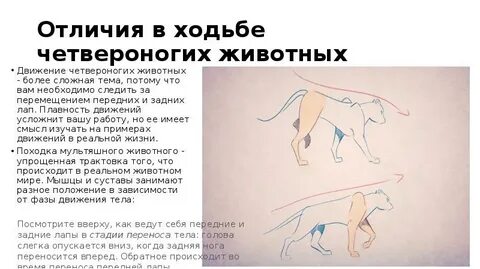 Ходить на задних лапах значение
