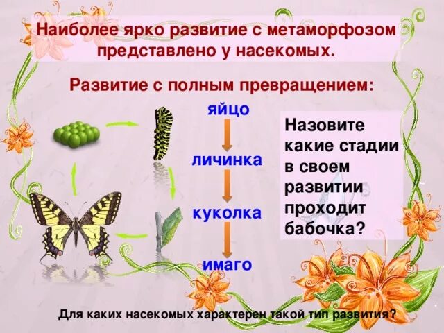 Какой тип метаморфоза характерен для. Насекомые с полным превращением. Стадии развития насекомых. Полное превращение бабочки. Схема развития насекомых.