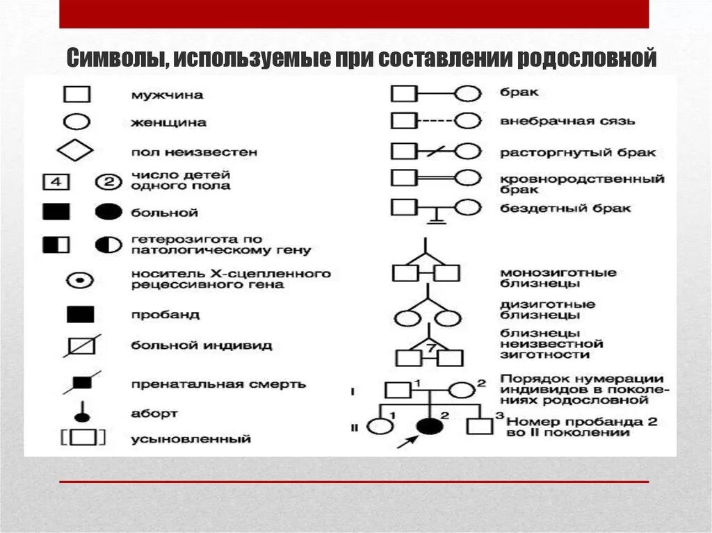 Условные обозначения в генеалогическом древе