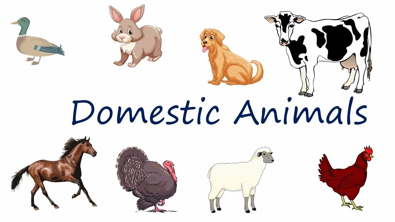 Domestic перевод на русский. Плакат. Domestic violence перевод. Domestic перевод. Домашние животные.
