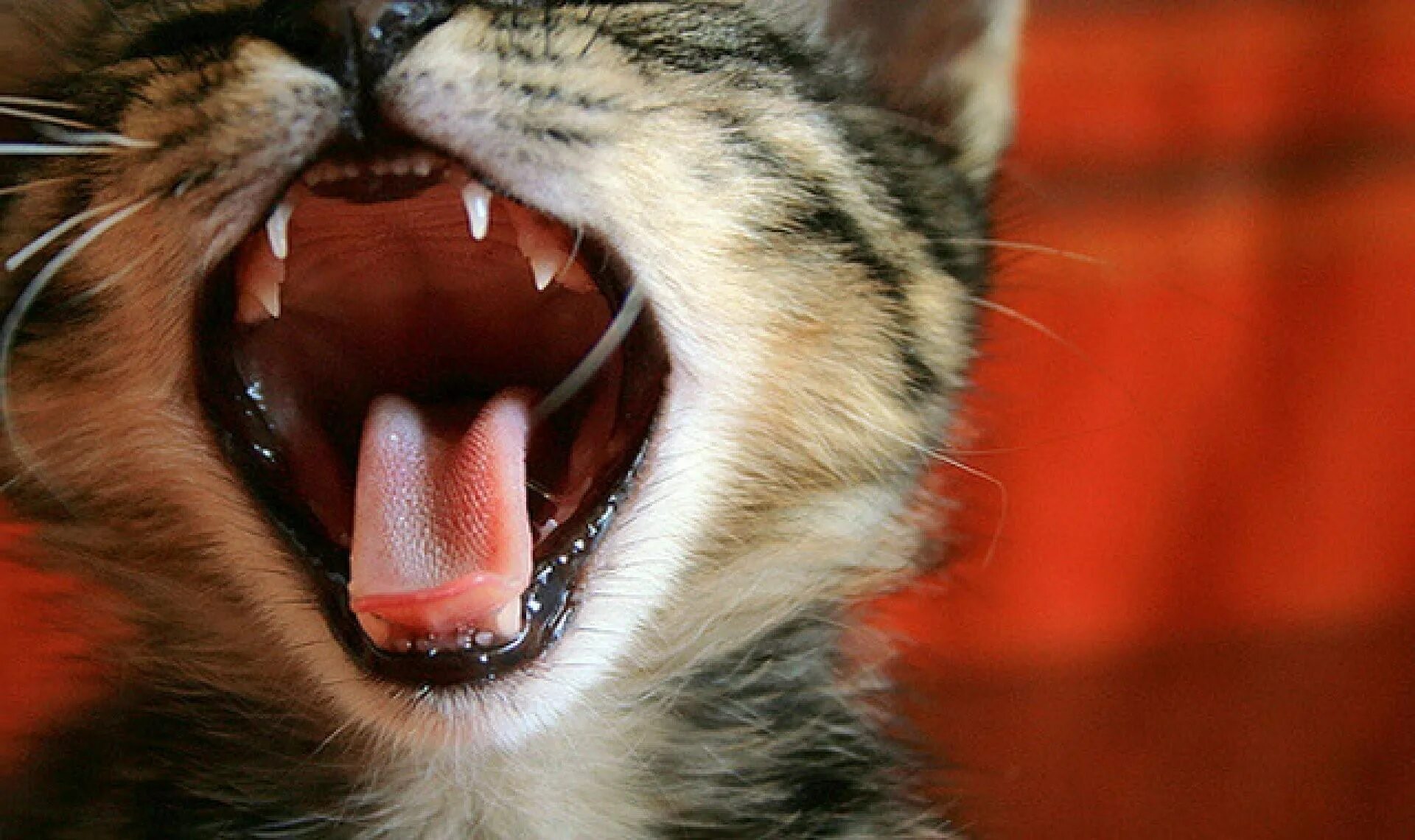Зубы котика. Зубы котика