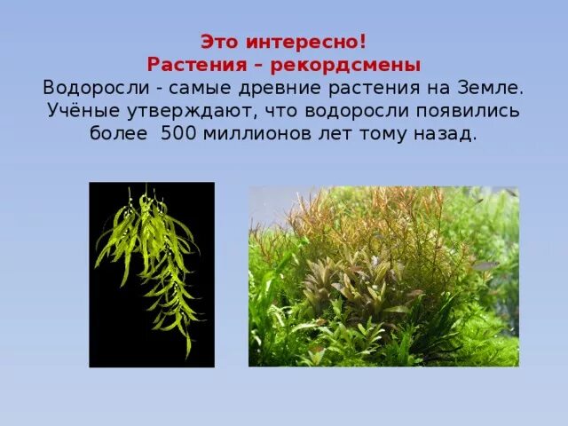 Споровые растения обитающие в воде. Самые древние растения на земле. самые древние водоросли. водоросли самые древние растения. растения рекордсмены.