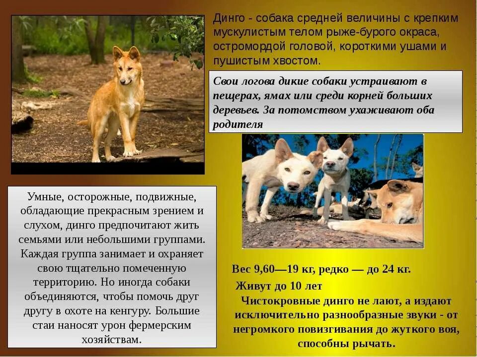 Где обитает собака динго на каком материке. Стая собак динго. собака динго место обитания. динго краткое описание. доклад про динго.