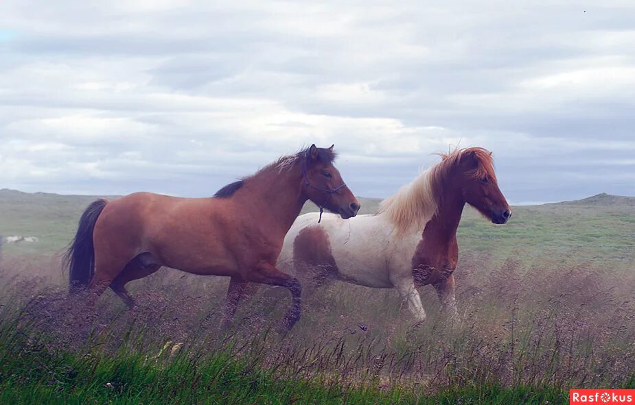 красивые лошади на природе. дикий гнедой мустанг. лошадь в чаще. лошадь в одеяле. лошади на природе.