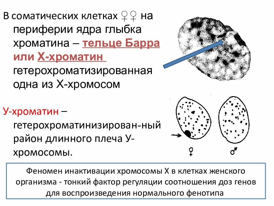 Двигательные волокна черепных нервов. Двигательное ядро глазодвигательного нерва. Двигательные чувствительные и вегетативные ядра. Строение коры и ядра мозжечка. Соматическое ядро.
