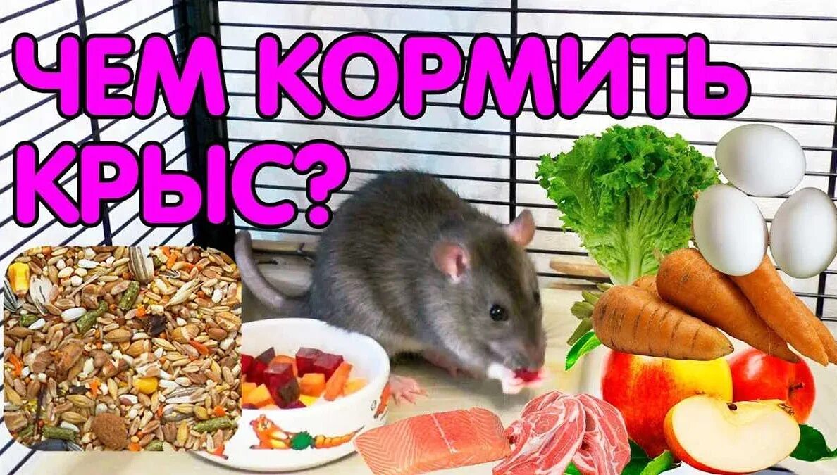Можно давать крысам сыр