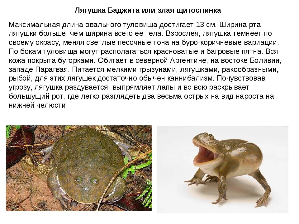 Как с помощью жабы определяли беременность