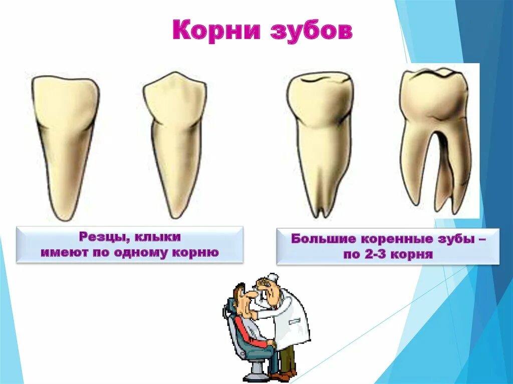 Строение резца зуба. Зубы: резцы, клыки, коренные зубы.. Резцы клыки малые и большие коренные зубы.