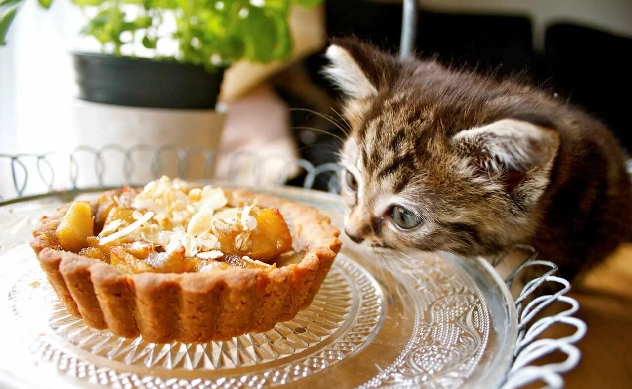 Вкусно ели. Пирожки с котятами. Тортик для котика. Кошки и сладости. Кошачьи вкусности.