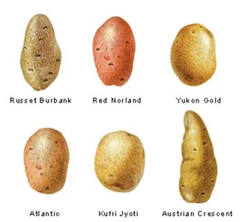 They are potatoes