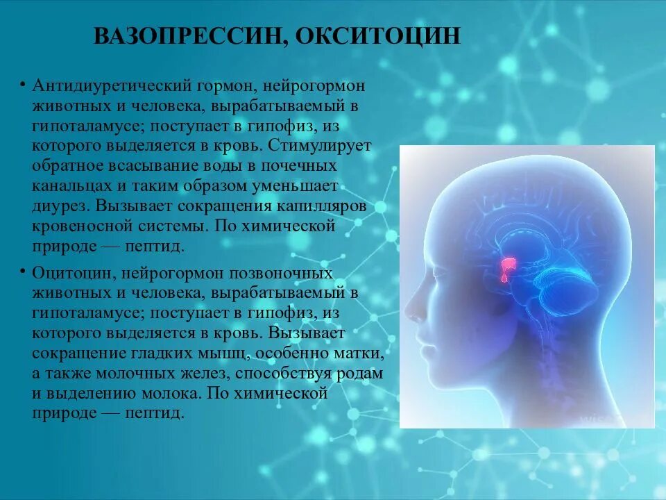 Вазопрессин и окситоцин гормоны. Гипоталамус окситоцин. Гормон окситоцин у человека. Гипоталамус вырабатывает гормоны.