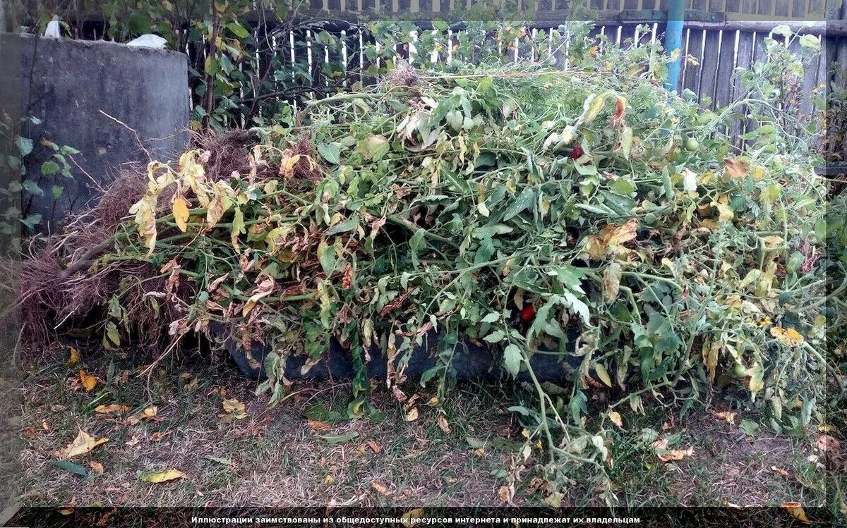 Куда можно использовать ботву помидоров