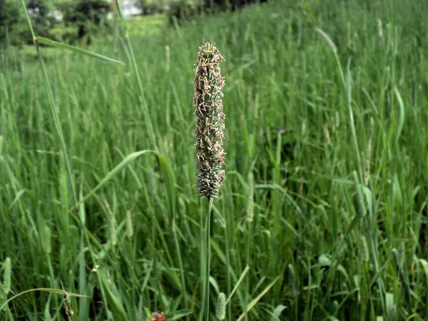 Тимофеевка Луговая (Phleum pratense). Тимофеевка Луговая Ленинградская 204. Тимофеевка Луговая сидерат. Стебель тимофеевки Луговой. Как выглядит тимофеевка