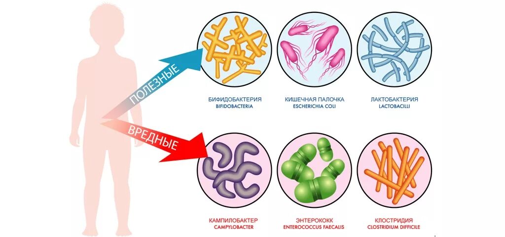 Бифидобактерии норма. Дисбактериоз кишечная микрофлора. Полезные бактерии. Полезные бактерии названия. Полезные микробы.