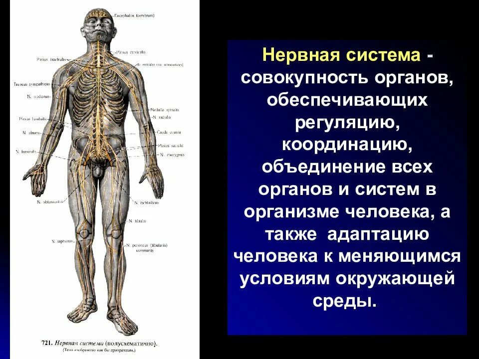 Установи какой орган обеспечивает. Нервная система человека. Нервная система системы органов. Координация и регуляция. Организм человека нервная система.