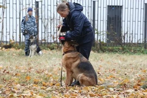 Государственный кинологический колледж