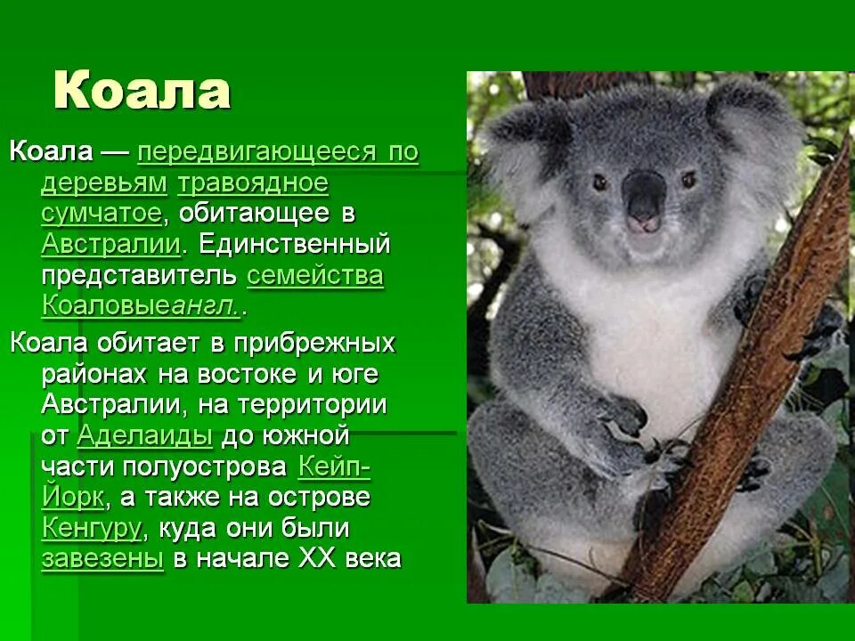 Где обитают коалы на каком материке. Куала описание животное. где обитает коала. коала где обитает на каком материке. коала обитает на материке.