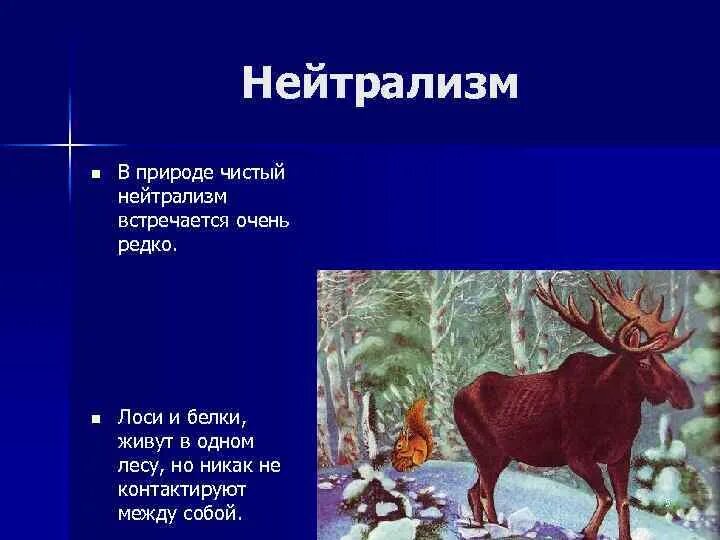 Что такое нейтрализм. Нейтрализм белка и Лось. Нейтрализм. Нейтрализм в природе. Нейтрализм взаимоотношения.