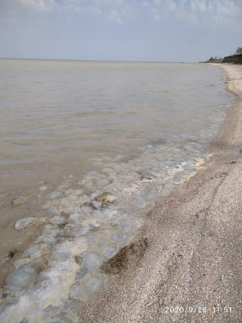 Северное море пляж. Рассказ о азовском море. Станица голубицкая ракушечный пляж. Азовское море соленое. Пляж глафировка азовское море.