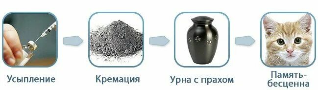 Ветеринарная клиника cat. Усыпление в мультфильмах - форум. Усыпление и вывоз животных. Усыпление в домашних условиях. Неудачная реклама в газете примеры.