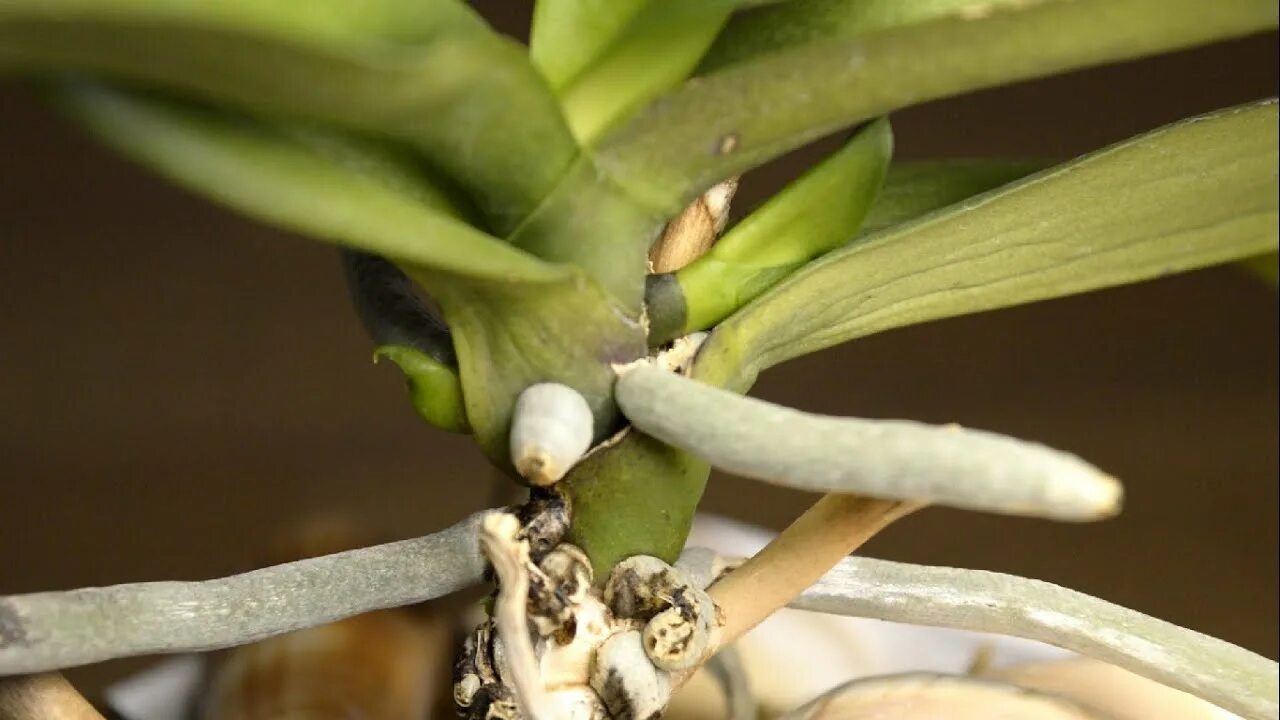 Орхидеи реанимашки.