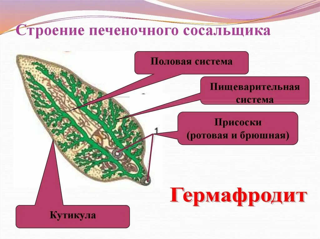 Сосальщик биология 7 класс