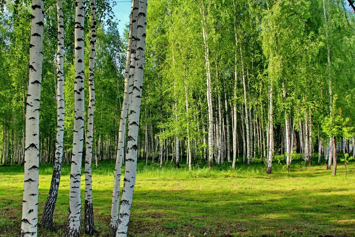 Русская береза весной. Берёзовая роща Курск. Березовая роща, посёлок Берёзовая роща. Березовый лес Курск. Природа березы Курская область.