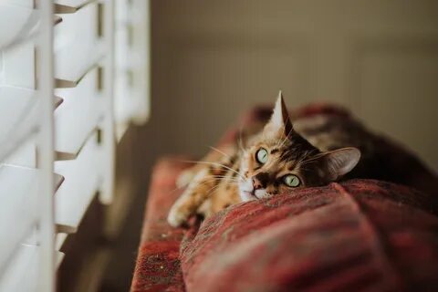 Приснились кошки дома