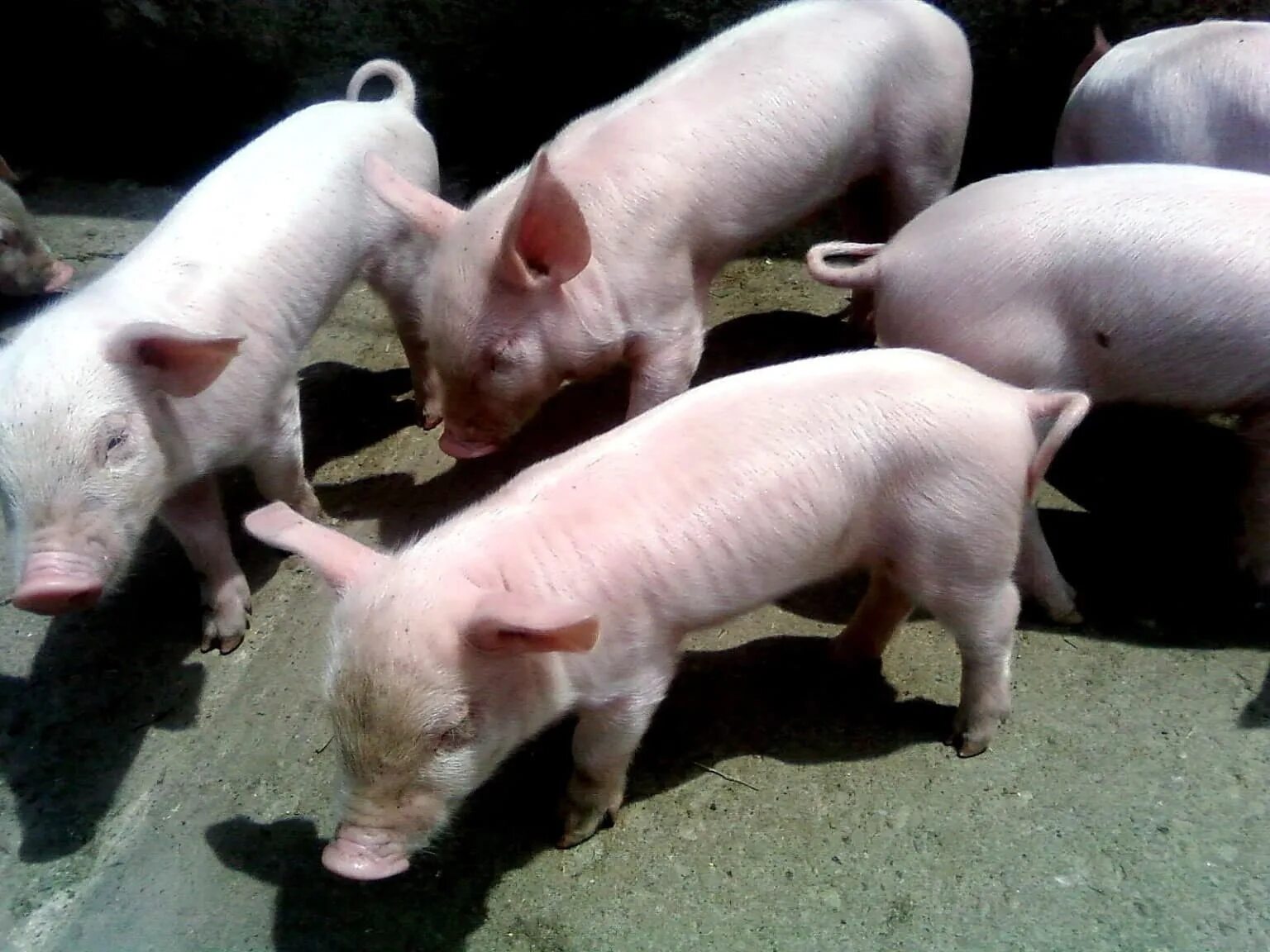 Продаж свинок. Поросята. Фото свиньи. Домашняя свинья. Молодые поросята.