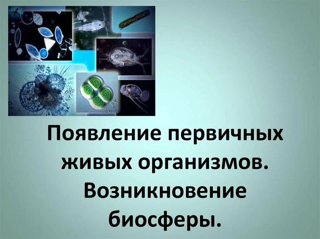 Появление первичных организмов. Особенности первичных организмов. Первичные живые организмы. Каковы были особенности первичных организмов?.