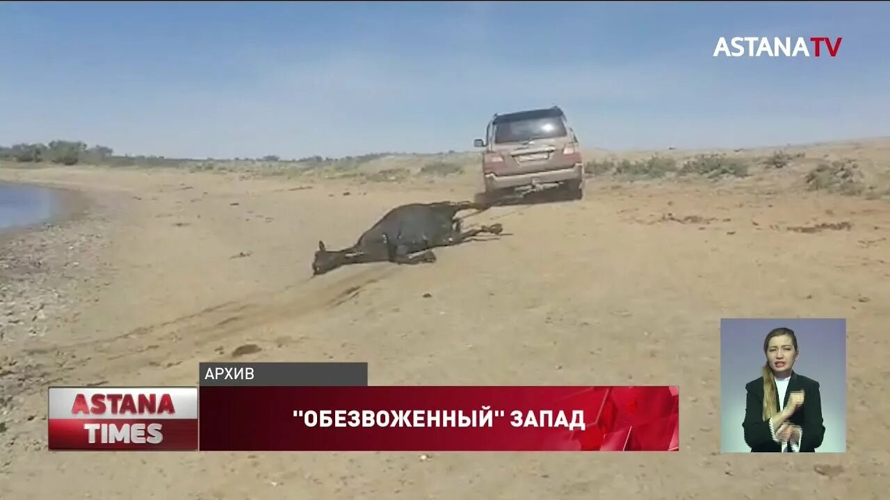 Что грозит казахстану. В Казахстане гибнет скот фото. Казахстан угрожает.