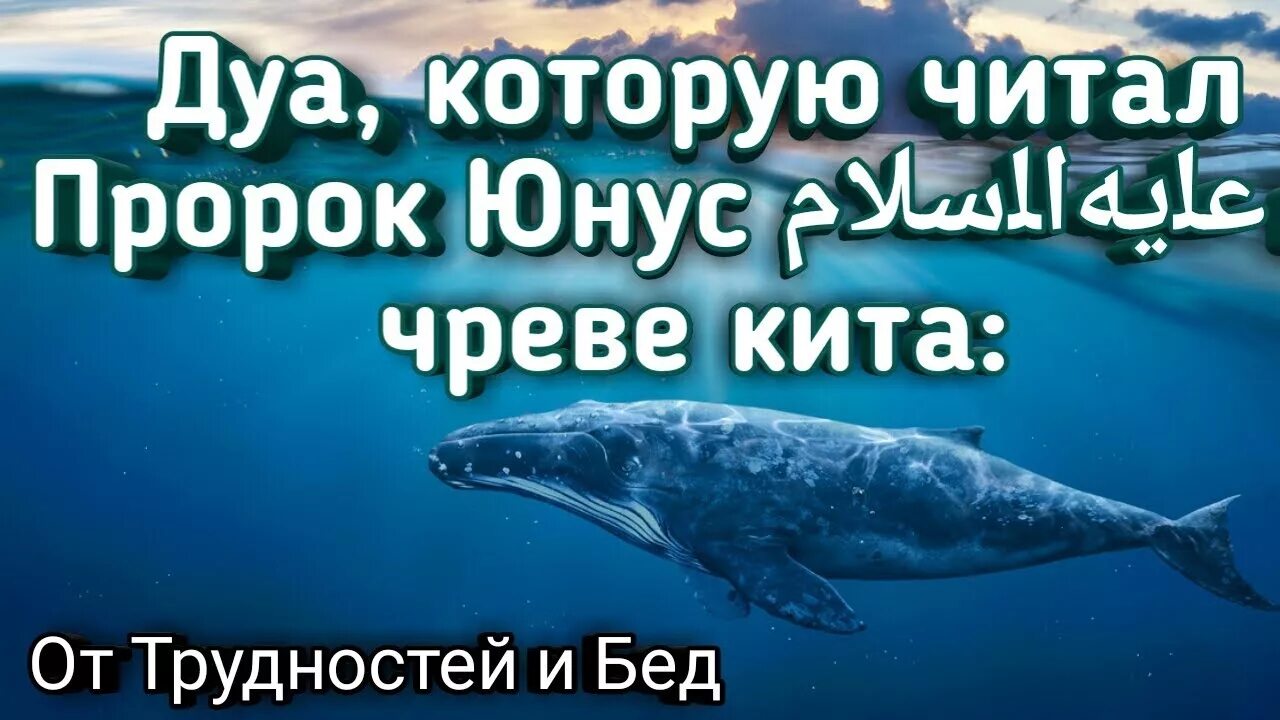 Какого пророка проглотил кит. Дуа пророка Юнуса в чреве кита. Дуо пророка Юунус. Дуа пророка Юнуса в чреве кита мир ему. Мольба пророка Юнуса в чреве кита.