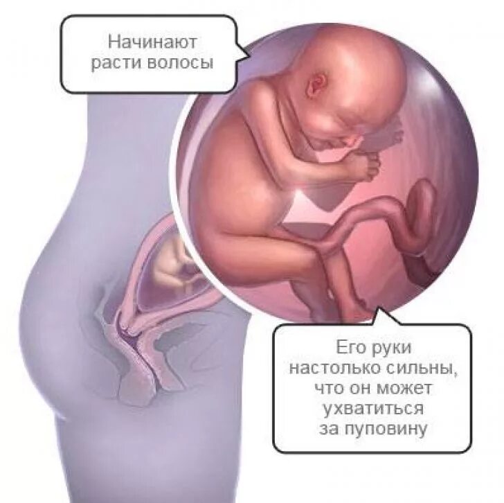 22 неделя беременности тянет